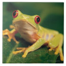 Search for tree frog tiles Wildlife