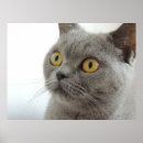 Search for felis art Wild