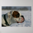 Search for pam posters Dog