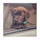 Search for labrador tiles Puppy