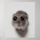 Search for hamsters posters Funny