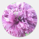 Search for aster stickers Floral
