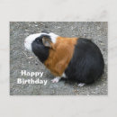 Search for cavies cards Pet
