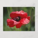 Search for single flower postcards Botanical