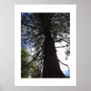 Search for twist photography Tree