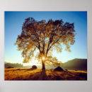 Search for black oak tree art Landscape