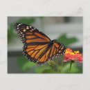 Search for lantana flower postcards Flowers