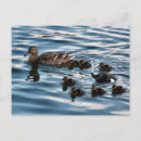 Search for funny ostrich postcards Humour