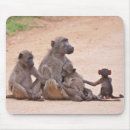 Search for baboon electronics Animal