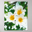 Search for white lily posters Botanical