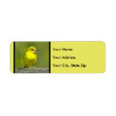 Search for oriole return address labels Bird