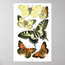 Search for lepidopterology Nature