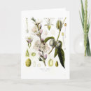 Search for almonds cards Botanical