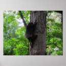Search for needle photography Tree
