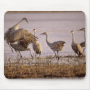 Search for sandhill crane electronics Animal