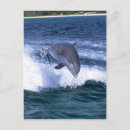 Search for jumping dolphin postcards Ocean