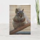 Search for cute squirrels cards Photograph