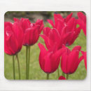 Search for tulip photos mousepads Red