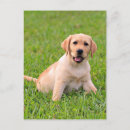 Search for yellow labrador retriever postcards Puppies