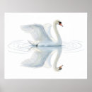 Search for swimming swan posters White
