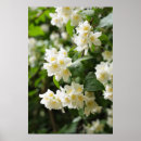 Search for jasmin art Leaves