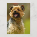 Search for yorky postcards Canine