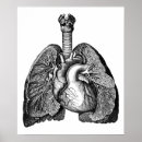 Search for lung anatomy art Biology