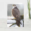 Search for bird of prey cards Photograph