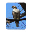 Search for red tails magnets Birds
