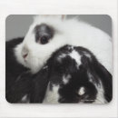 Search for dwarf mousepads Nature