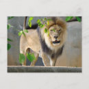 Search for wildlife postcards Lion