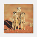 Search for mongoose magnets Africa