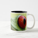 Search for red eyed tree frog mugs Costa rica