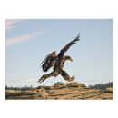 Search for wild lands posters Bird