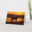 Search for rocky mountain horse Animal