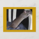 Search for rat postcards Cute