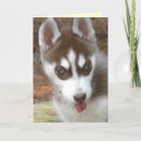 Search for aws cards Photography