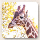 Search for giraffe coasters Nature