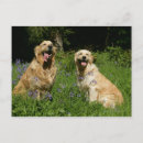 Search for retreiver postcards Retriever golden