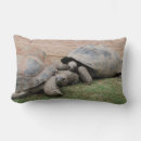 Search for tortoise cushions Cute