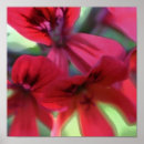 Search for geranium art Red