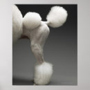 Search for grey background posters Animal