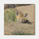 Search for jayne magnets Fauna