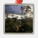 Search for tanzania christmas tree decorations Ngorongoro conservation area