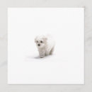 Search for bichon frise invitations Puppy