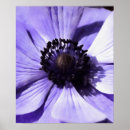 Search for blue wildflower posters Nature