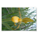 Search for orchid posters Flower