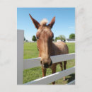 Search for mule postcards Farm