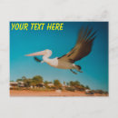Search for bird flight postcards Flying