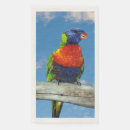 Search for rainbow lorikeet Parrot